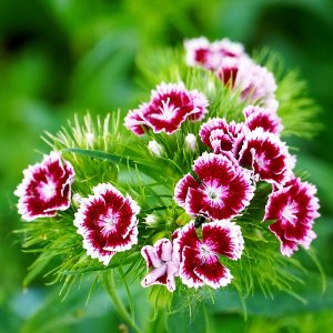 Klinček peristý - Dianthus ´ANGEL OF VIRTUE´, kont. C2L